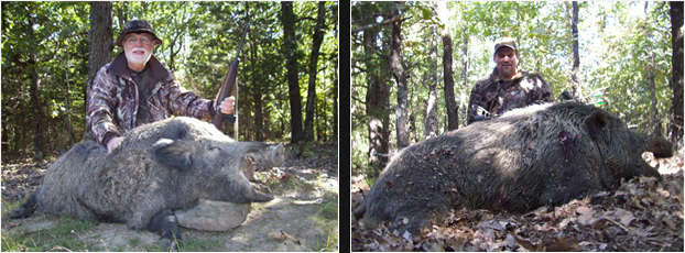 whitetail deer hunting