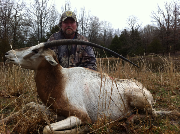 250 lb. hog was taken with a rifle.