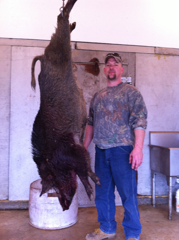 250 lb. hog was taken with a rifle.
