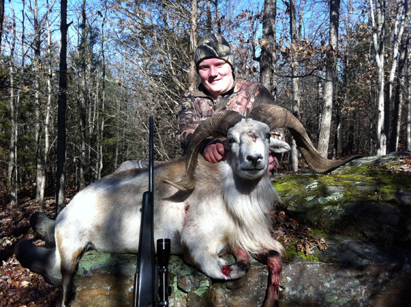 250 lb. hog was taken with a rifle.
