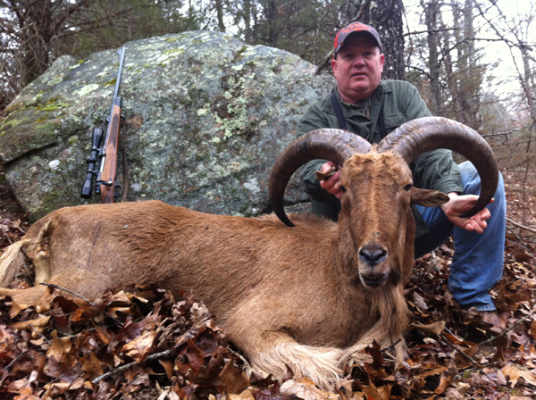 250 lb. hog was taken with a rifle.