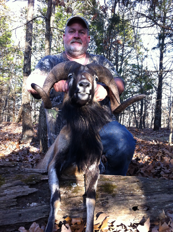 250 lb. hog was taken with a rifle.