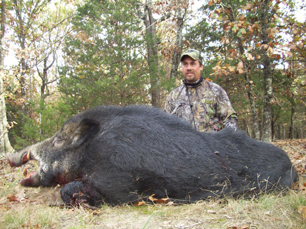 250 lb. hog was taken with a rifle.