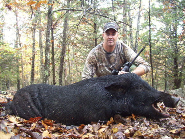 250 lb. hog was taken with a rifle.
