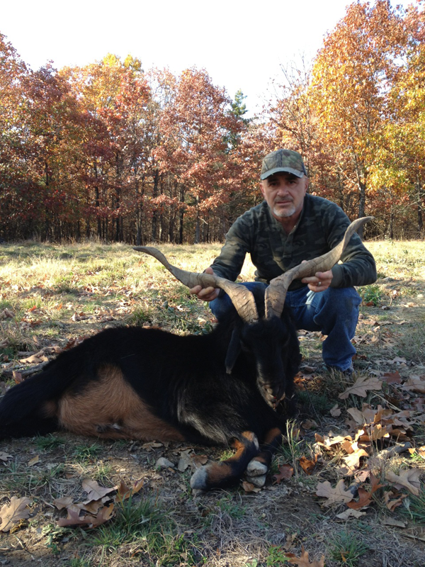 250 lb. hog was taken with a rifle.