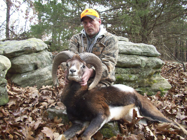 250 lb. hog was taken with a rifle.
